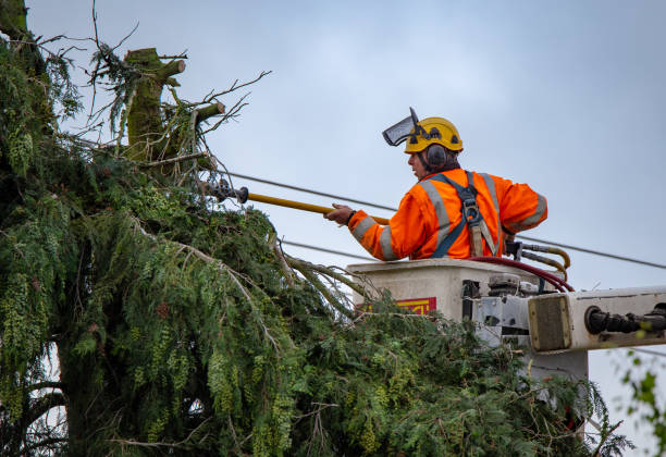 Tree Preservation and Maintenance